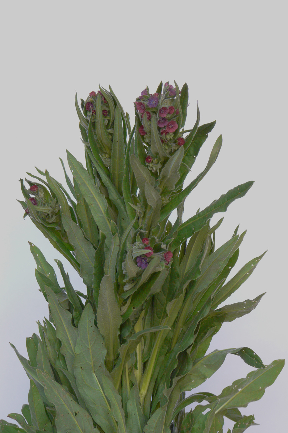 Image of Cynoglossum officinale specimen.