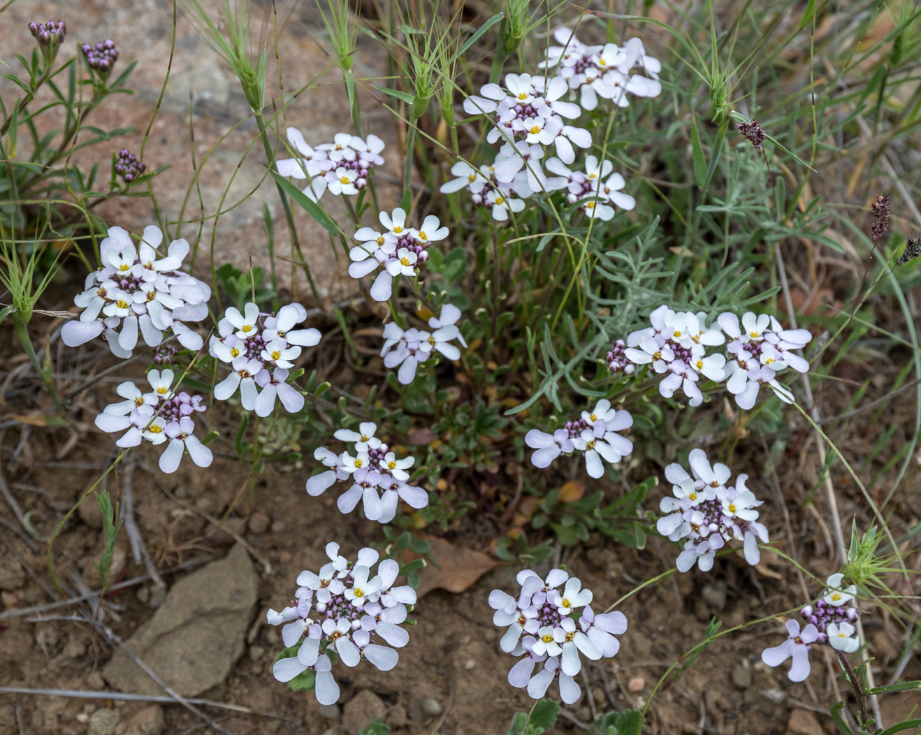 Изображение особи Iberis simplex.