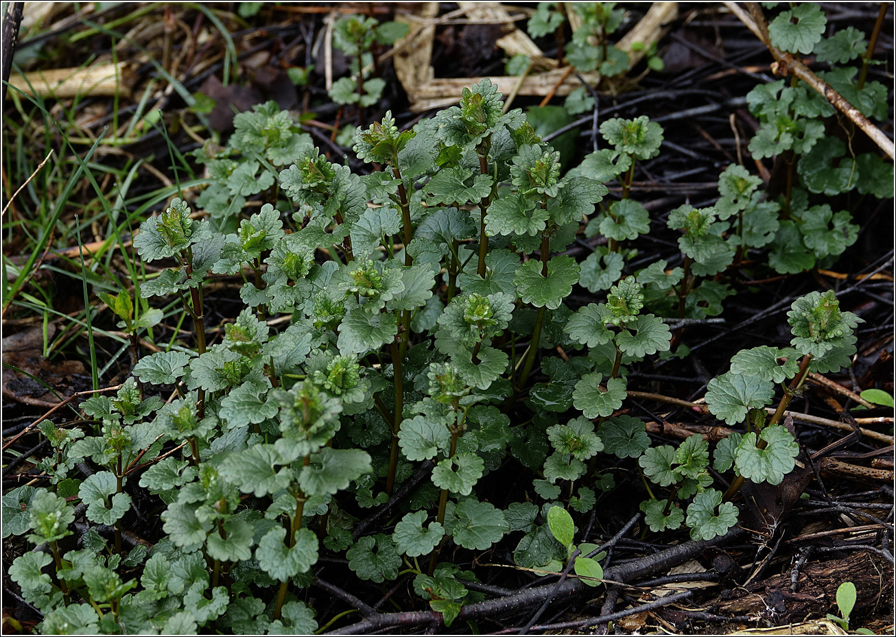 Image of Glechoma hederacea specimen.