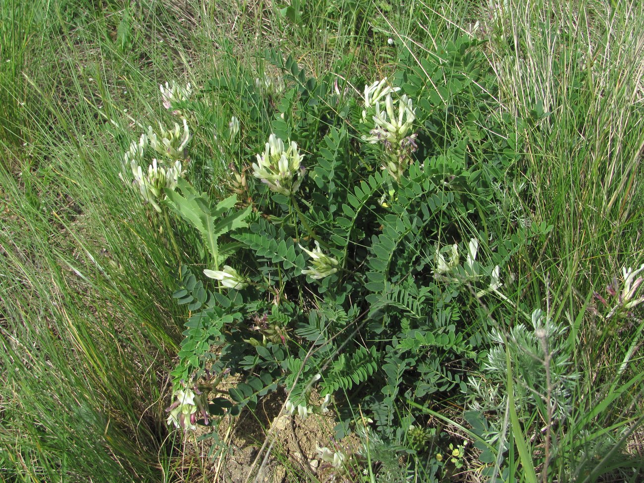 Image of Astragalus demetrii specimen.