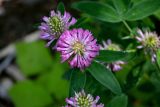 Trifolium medium