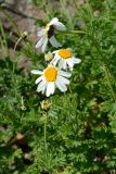 Anthemis melanoloma. Верхушки побегов с соцветиями. Краснодарский край, Адлерский р-н, хр. Аибга, 2280 м н.у.м., обочина горнолыжной трассы. 29.07.2023.