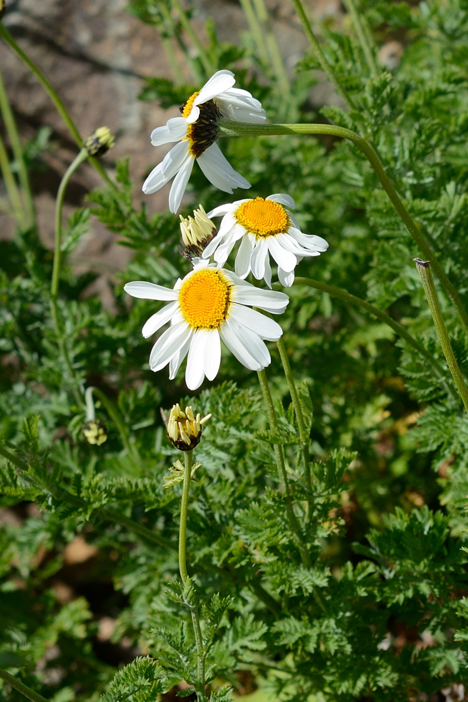 Image of Anthemis melanoloma specimen.