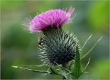 Cirsium vulgare. Соцветие с сидящей мухой. Московская обл., Раменский р-н, окр. дер. Хрипань, садовый участок. 12.08.2023.