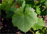 Vitis vinifera. Лист. Московская обл., Раменский р-н, окр. дер. Хрипань, садовый участок. 04.07.2023.