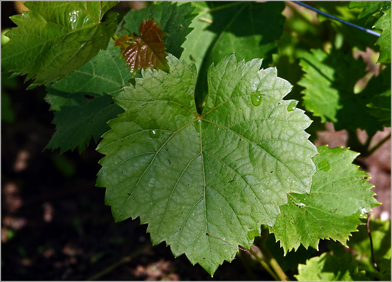 Image of Vitis vinifera specimen.