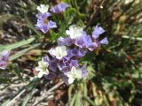 Limonium sinuatum