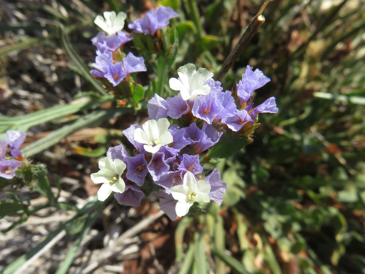 Image of Limonium sinuatum specimen.