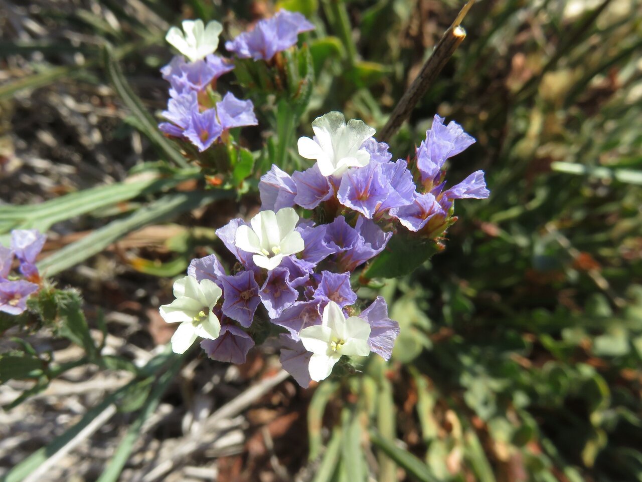 Изображение особи Limonium sinuatum.