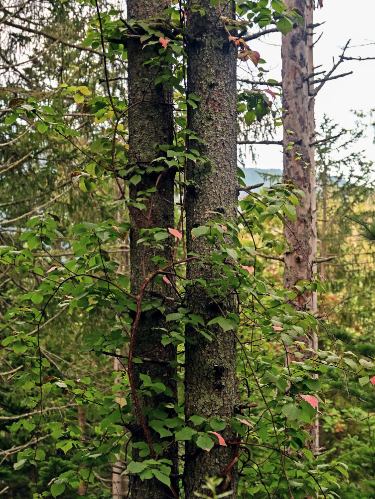 Image of Actinidia kolomikta specimen.