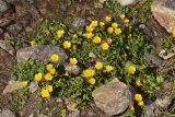 Ranunculus brachylobus