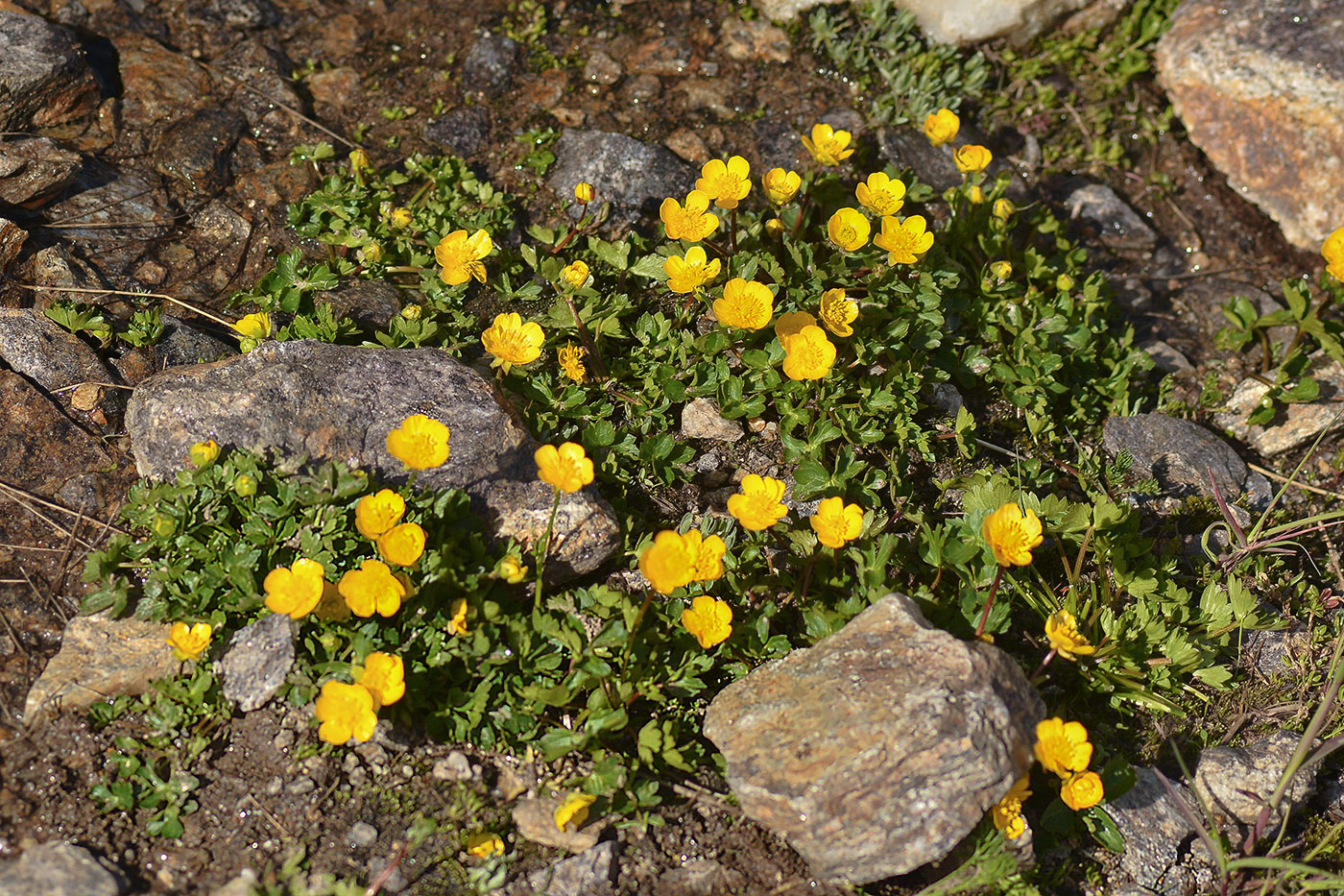 Изображение особи Ranunculus brachylobus.