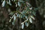 Quercus rotundifolia. Верхушка ветви. Марокко, обл. Фес-Мекнес, хр. Средний Атлас, национальный парк \"Ифран\", ≈ 1600 м н.у.м., опушка смешанного леса, каменистый склон. 03.01.2023.