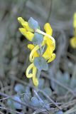 Corydalis sewerzowii