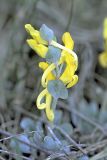 Corydalis sewerzowii. Соцветие. Южный Казахстан, предгорья хр. Боролдайтау, окрестности с. Балыкчи. 18.03.2003.