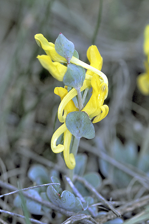 Изображение особи Corydalis sewerzowii.