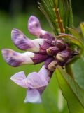 Vicia sepium. Соцветие с цветками и бутонами. Московская обл., Дмитровский р-н, берег канала им. Москвы, луг. 06.06.2023.