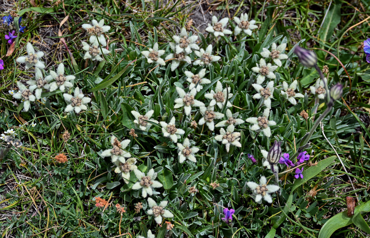 Image of genus Leontopodium specimen.