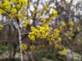 Cornus mas