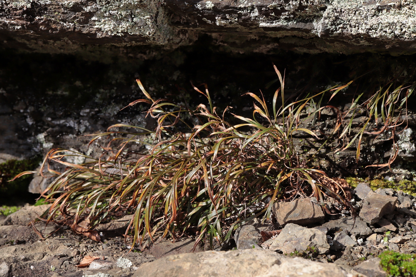 Изображение особи Asplenium septentrionale.