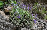 Salvia canescens. Цветущие растения. Дагестан, Гунибский р-н, Карадахская теснина, на скале. 02.05.2022.