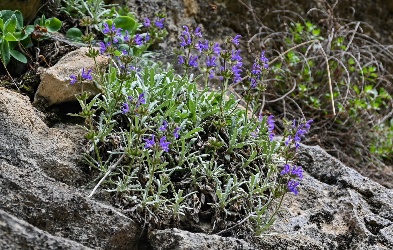 Изображение особи Salvia canescens.