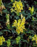 Scutellaria polyodon