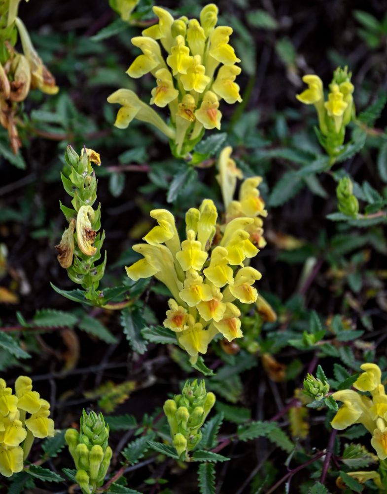 Изображение особи Scutellaria polyodon.