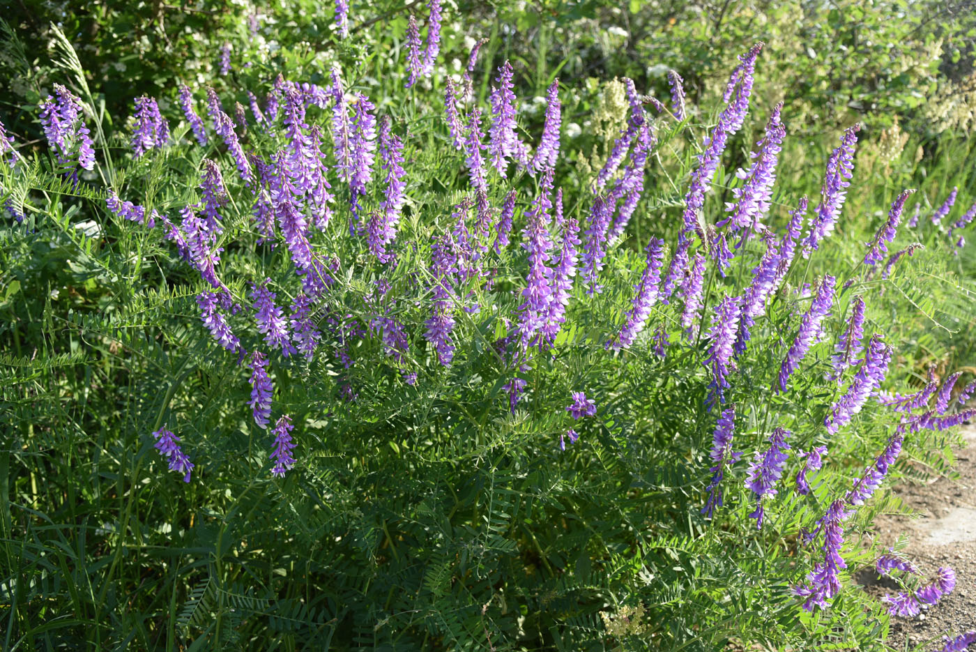 Изображение особи Vicia elegans.