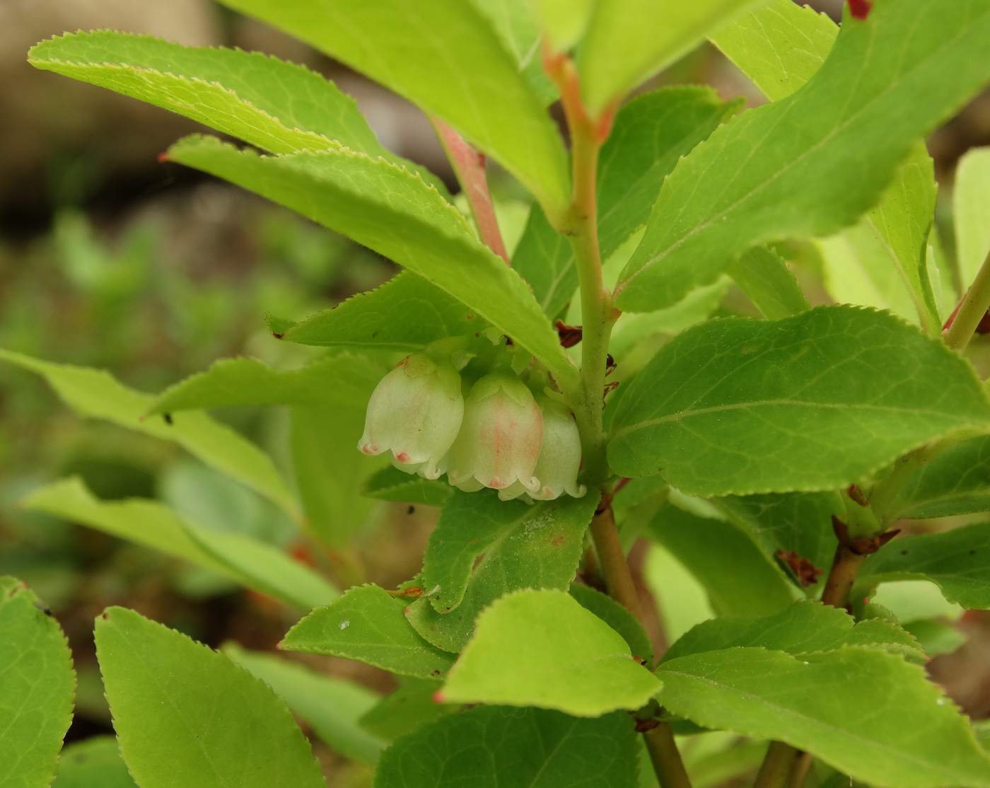 Image of Vaccinium smallii specimen.