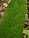 genus Cirsium. Часть листа. Чувашия, г. Шумерля, городской парк. 29 мая 2010 г.