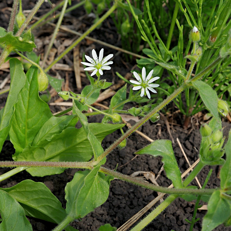 Image of Myosoton aquaticum specimen.