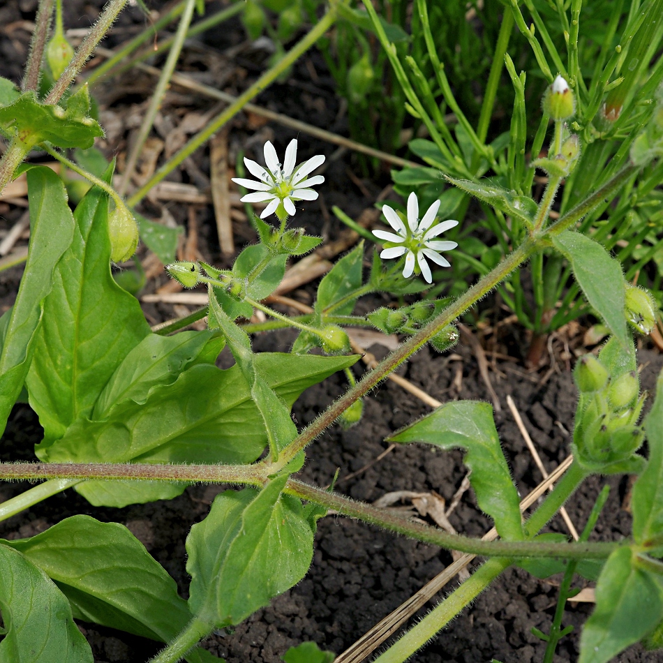 Изображение особи Myosoton aquaticum.