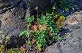 genus Potentilla