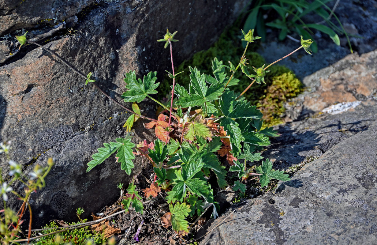 Изображение особи род Potentilla.