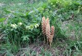 Orobanche grossheimii