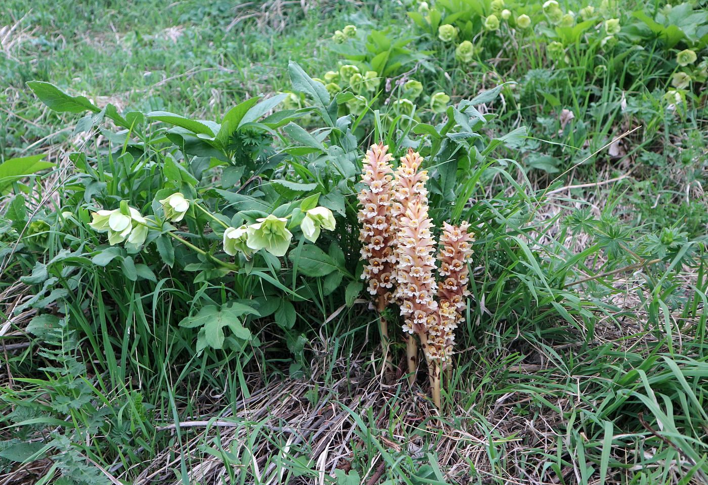 Image of Orobanche grossheimii specimen.