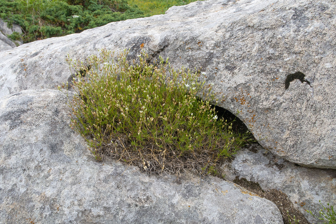 Image of Minuartia setacea specimen.
