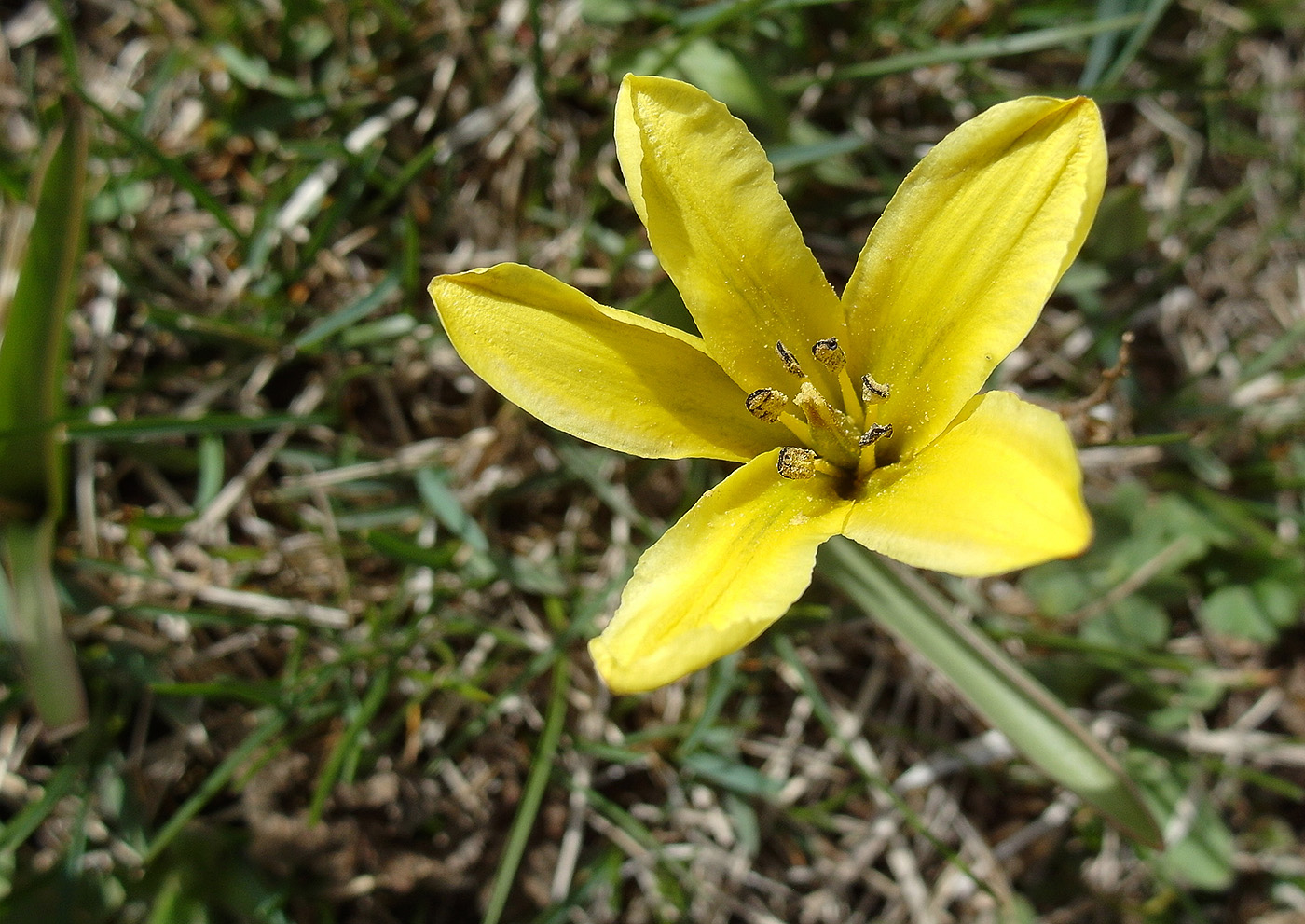 Изображение особи Tulipa heterophylla.