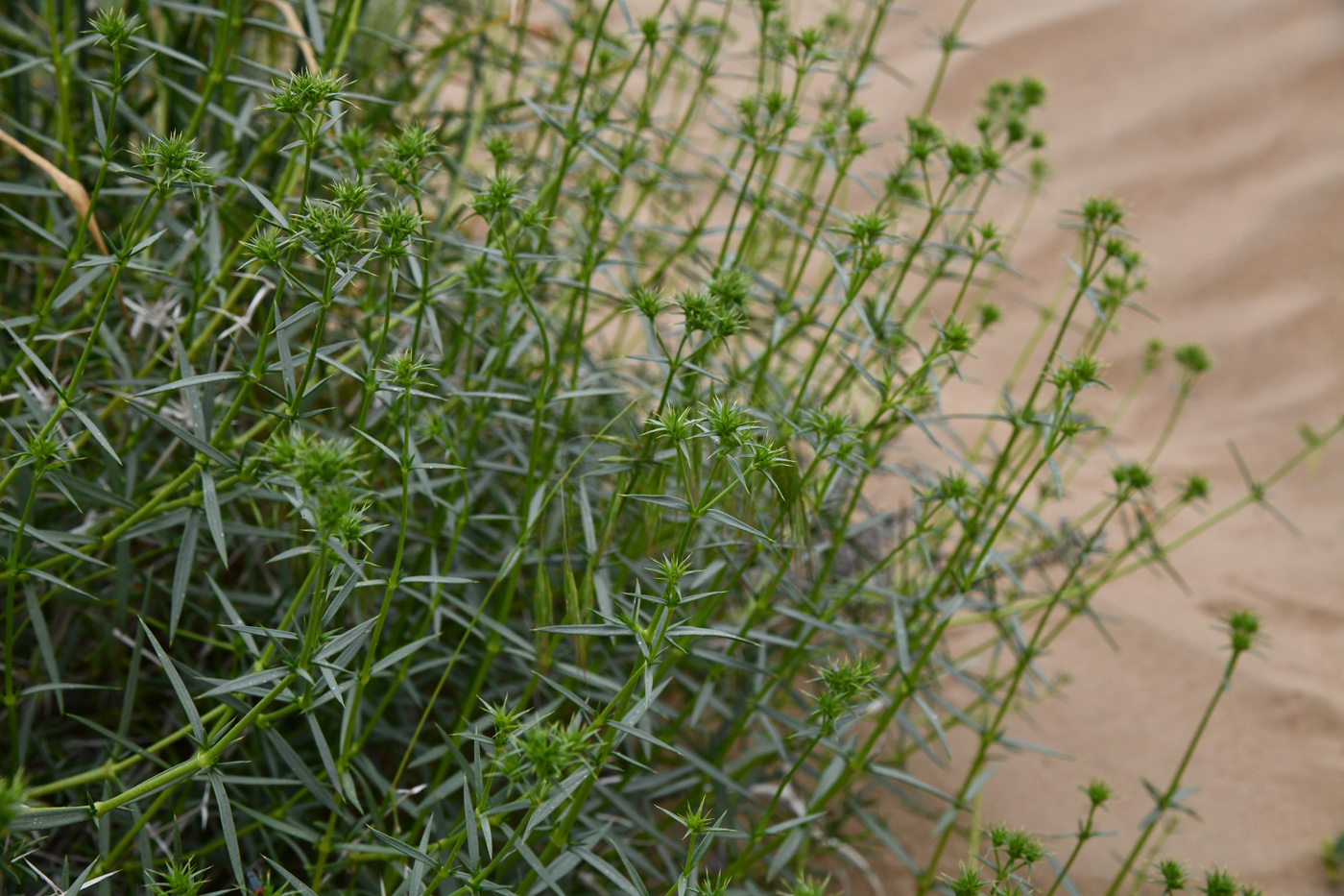 Изображение особи Acanthophyllum borsczowii.