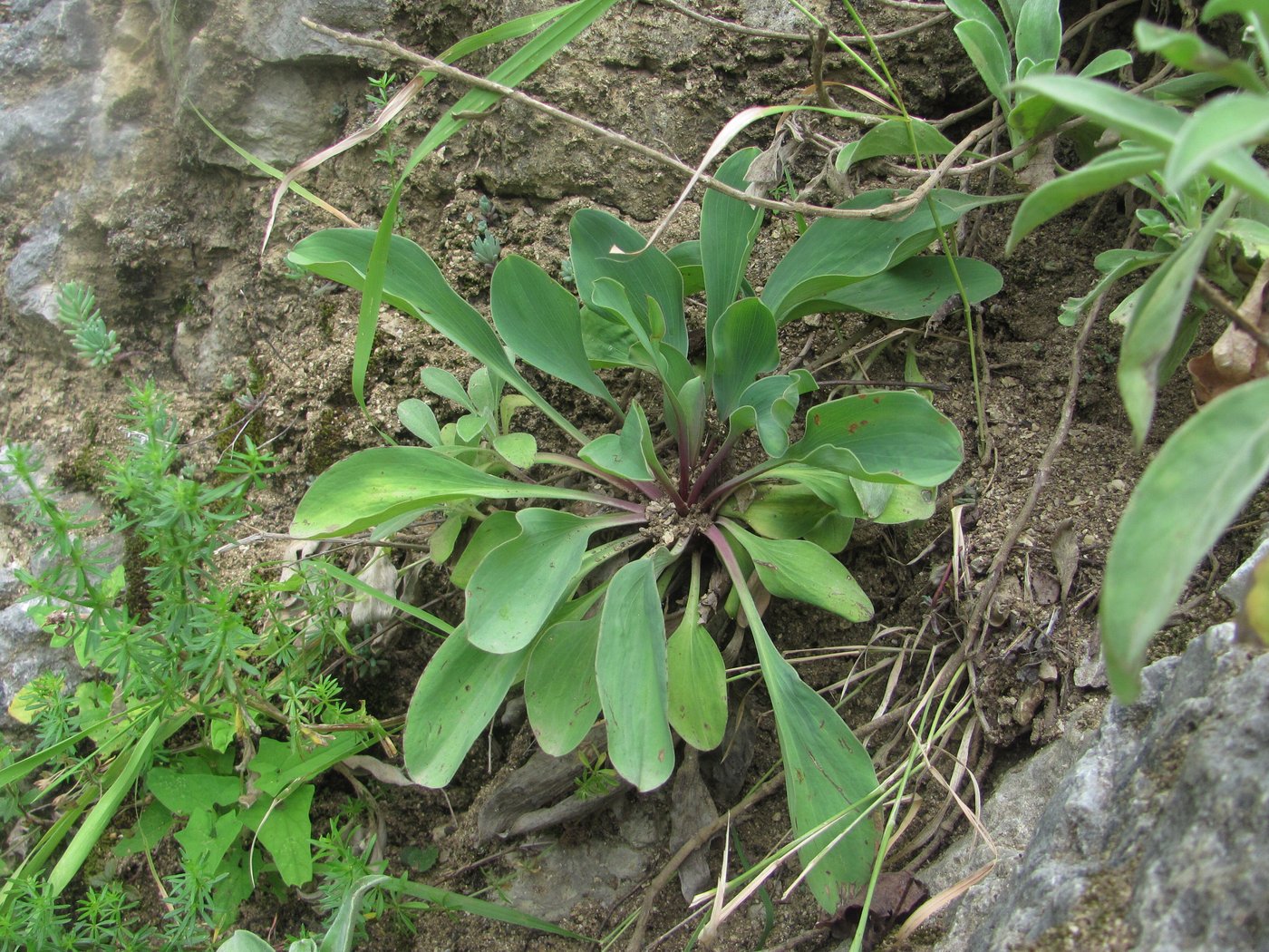 Image of Bupleurum rischawii specimen.