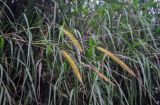 Pennisetum polystachion