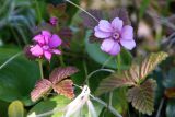 Rubus arcticus