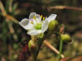 Drosera intermedia