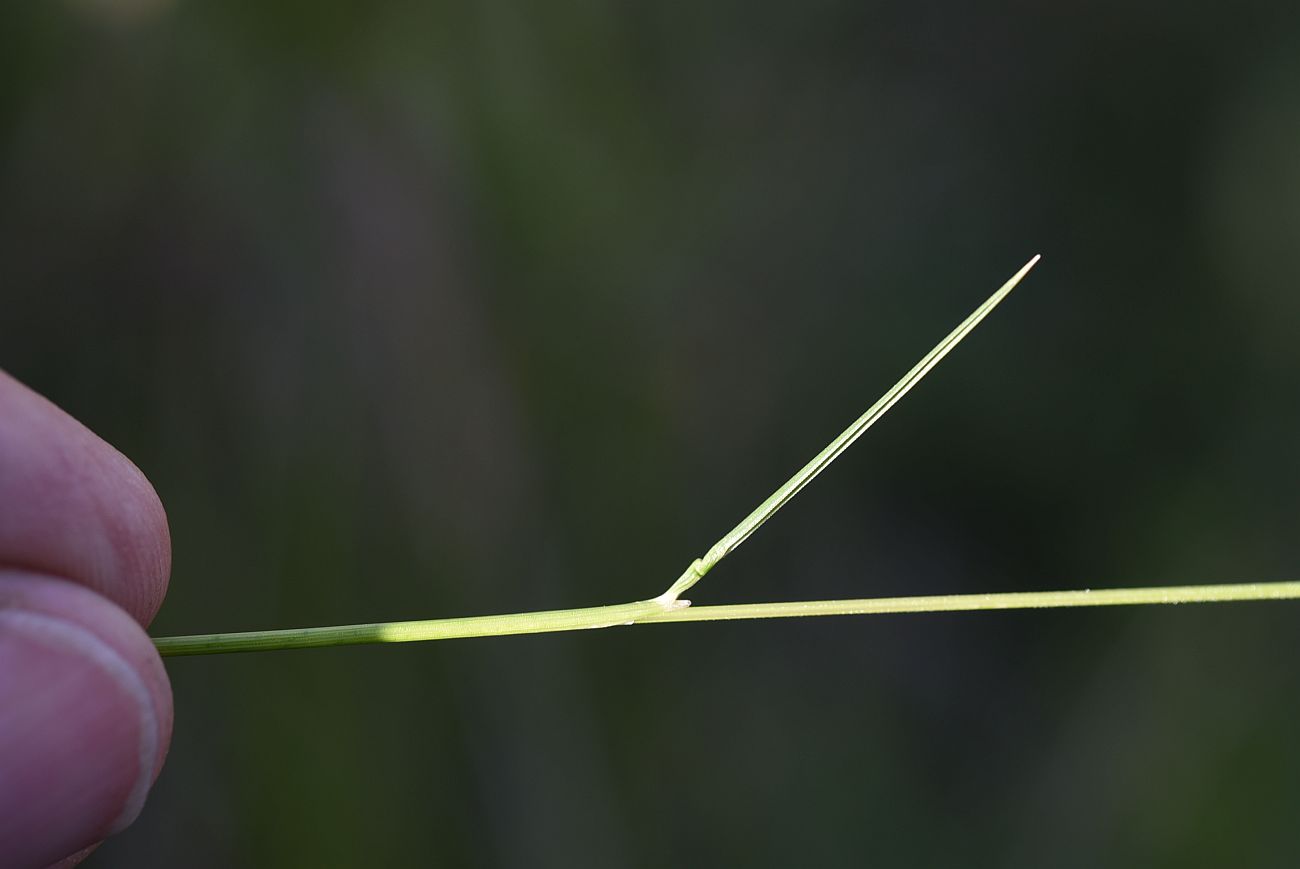 Image of Nardus stricta specimen.