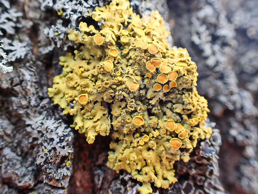 Image of Xanthoria parietina specimen.