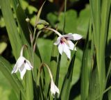 Gladiolus murielae