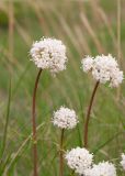 Valeriana tuberosa