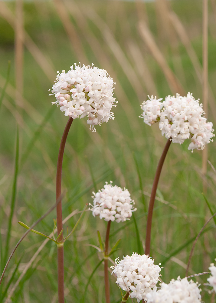 Image of Valeriana tuberosa specimen.