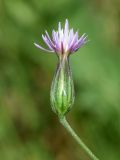 Crupina vulgaris